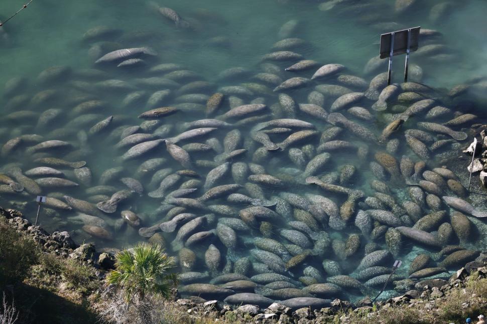 Lamantinii nu mai pot de frig și s-au retras în masă într-o zonă cu izvoare termale din Florida. Imagini tulburătoare filmate cu drona 1044763