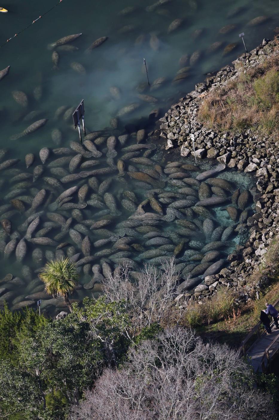 Lamantinii nu mai pot de frig și s-au retras în masă într-o zonă cu izvoare termale din Florida. Imagini tulburătoare filmate cu drona 1044764