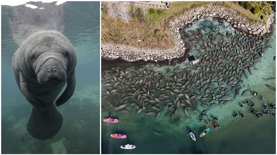 Lamantinii nu mai pot de frig și s-au retras în masă într-o zonă cu izvoare termale din Florida. Imagini tulburătoare filmate cu drona 1044766