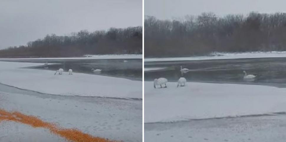 Zeci de lebede care iernează pe malul Prutului, hrănite de localnici cu boabe de porumb 1044819
