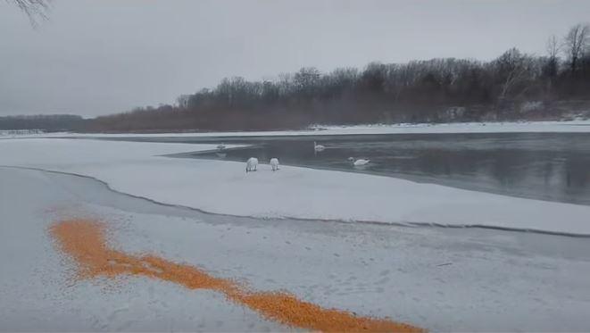 Zeci de lebede care iernează pe malul Prutului, hrănite de localnici cu boabe de porumb 1044821