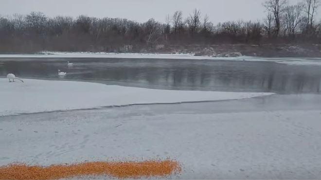 Zeci de lebede care iernează pe malul Prutului, hrănite de localnici cu boabe de porumb 1044822