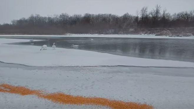 Zeci de lebede care iernează pe malul Prutului, hrănite de localnici cu boabe de porumb 1044824