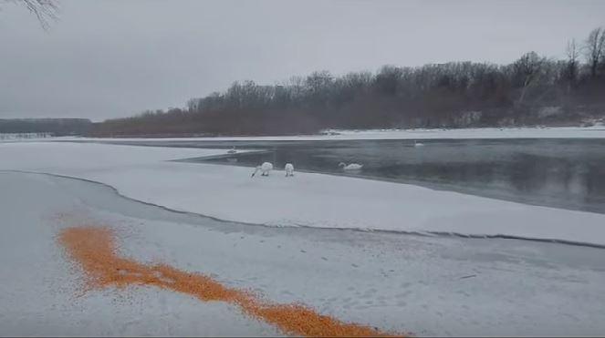 Zeci de lebede care iernează pe malul Prutului, hrănite de localnici cu boabe de porumb 1044826