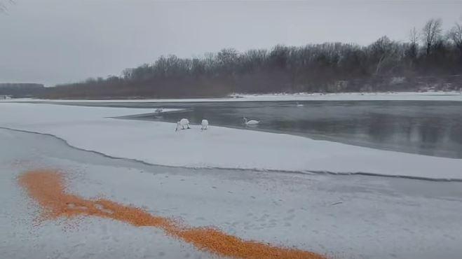 Zeci de lebede care iernează pe malul Prutului, hrănite de localnici cu boabe de porumb 1044827