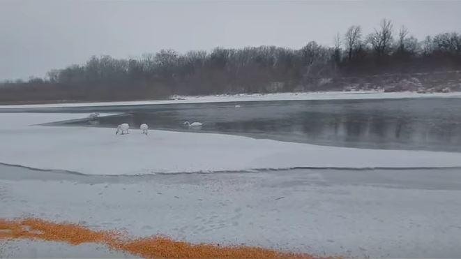 Zeci de lebede care iernează pe malul Prutului, hrănite de localnici cu boabe de porumb 1044828