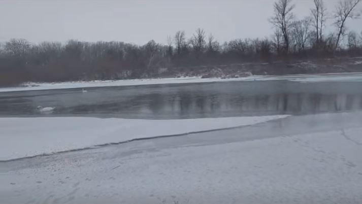 Zeci de lebede care iernează pe malul Prutului, hrănite de localnici cu boabe de porumb 1044830