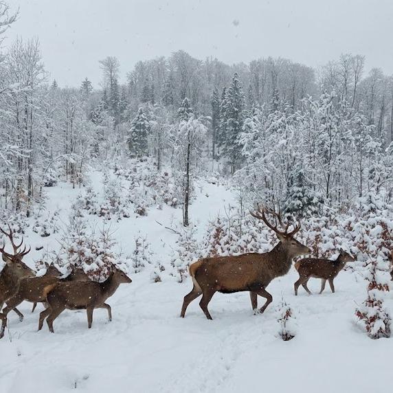 Imagini spectaculoase, surprinse de un inginer silvic, cu animale sălbatice în pădurile izolate ale României 1045212