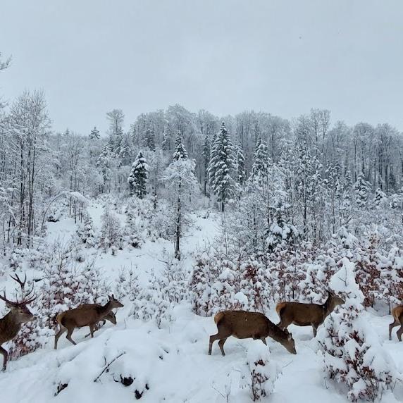 Imagini spectaculoase, surprinse de un inginer silvic, cu animale sălbatice în pădurile izolate ale României 1045213