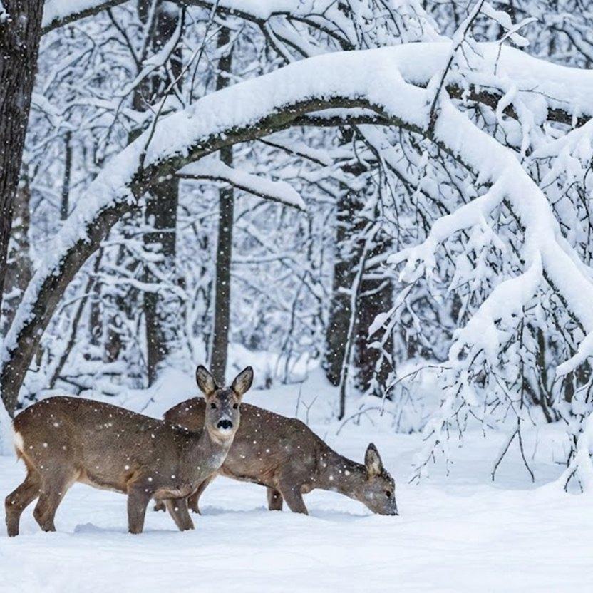 Imagini spectaculoase, surprinse de un inginer silvic, cu animale sălbatice în pădurile izolate ale României 1045214