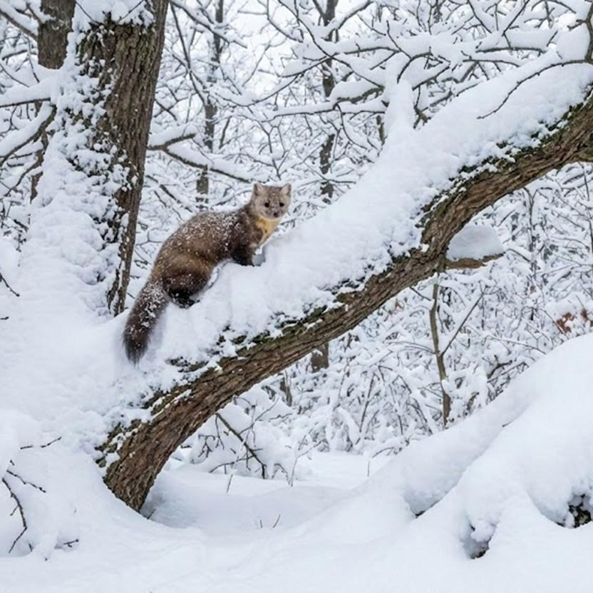 Imagini spectaculoase, surprinse de un inginer silvic, cu animale sălbatice în pădurile izolate ale României 1045215