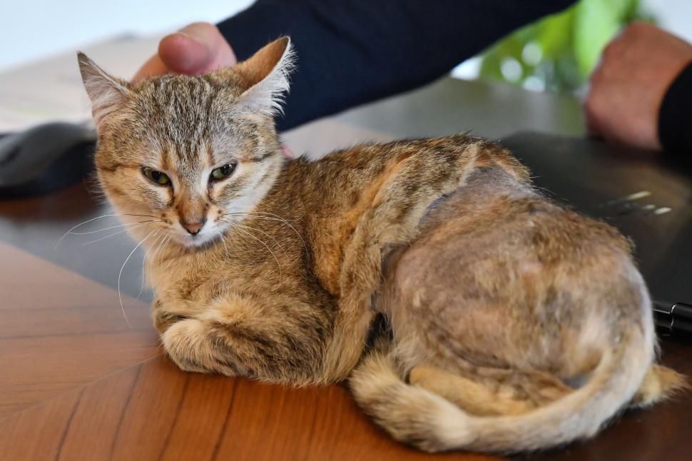 Ciprian Ciucu și-a luat pisică și la Primăria Generală. Cathy a fost găsită grav rănită pe stradă și a fost adoptată  1045708