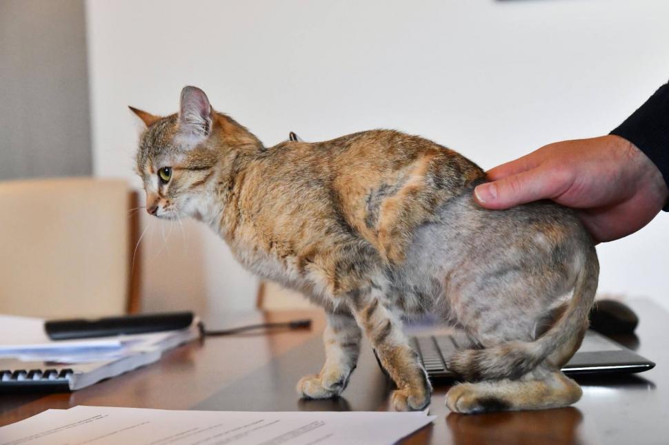 Ciprian Ciucu și-a luat pisică și la Primăria Generală. Cathy a fost găsită grav rănită pe stradă și a fost adoptată  1045719