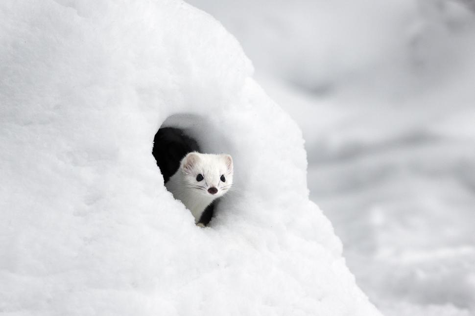 Ce este și cum arată hermina: Mulți nu au auzit de acest animăluț drăgălaș dar letal, până la mascota Tina de la JO de iarnă 2026  1045748