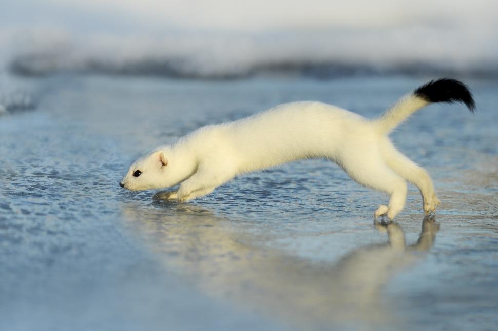 Ce este și cum arată hermina: Mulți nu au auzit de acest animăluț drăgălaș dar letal, până la mascota Tina de la JO de iarnă 2026  1045752