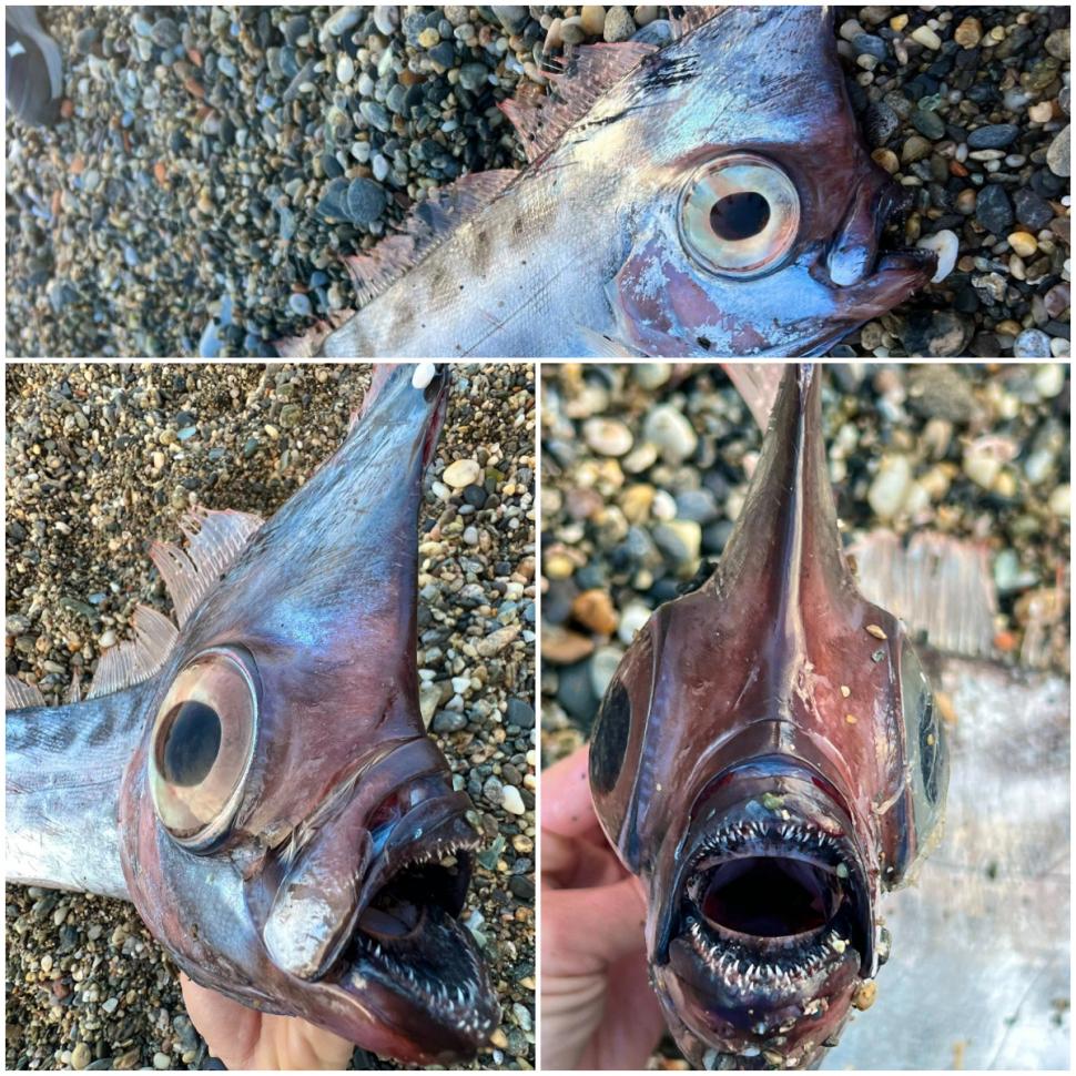 Supranumit "unicornul mărilor", un pește rar a fost găsit eșuat pe o plajă din Italia. "Pare desprins dintr-o poveste mitologică" 1046025