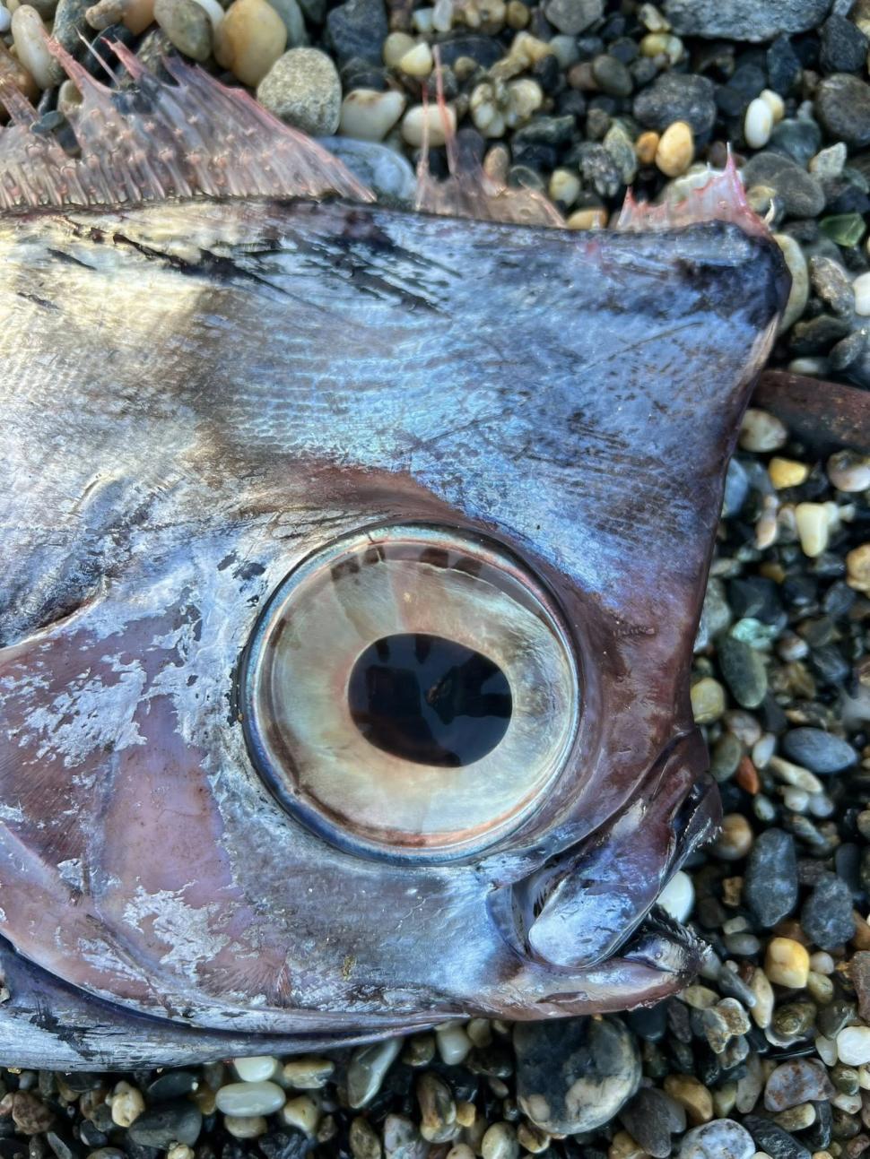 Supranumit "unicornul mărilor", un pește rar a fost găsit eșuat pe o plajă din Italia. "Pare desprins dintr-o poveste mitologică" 1046026