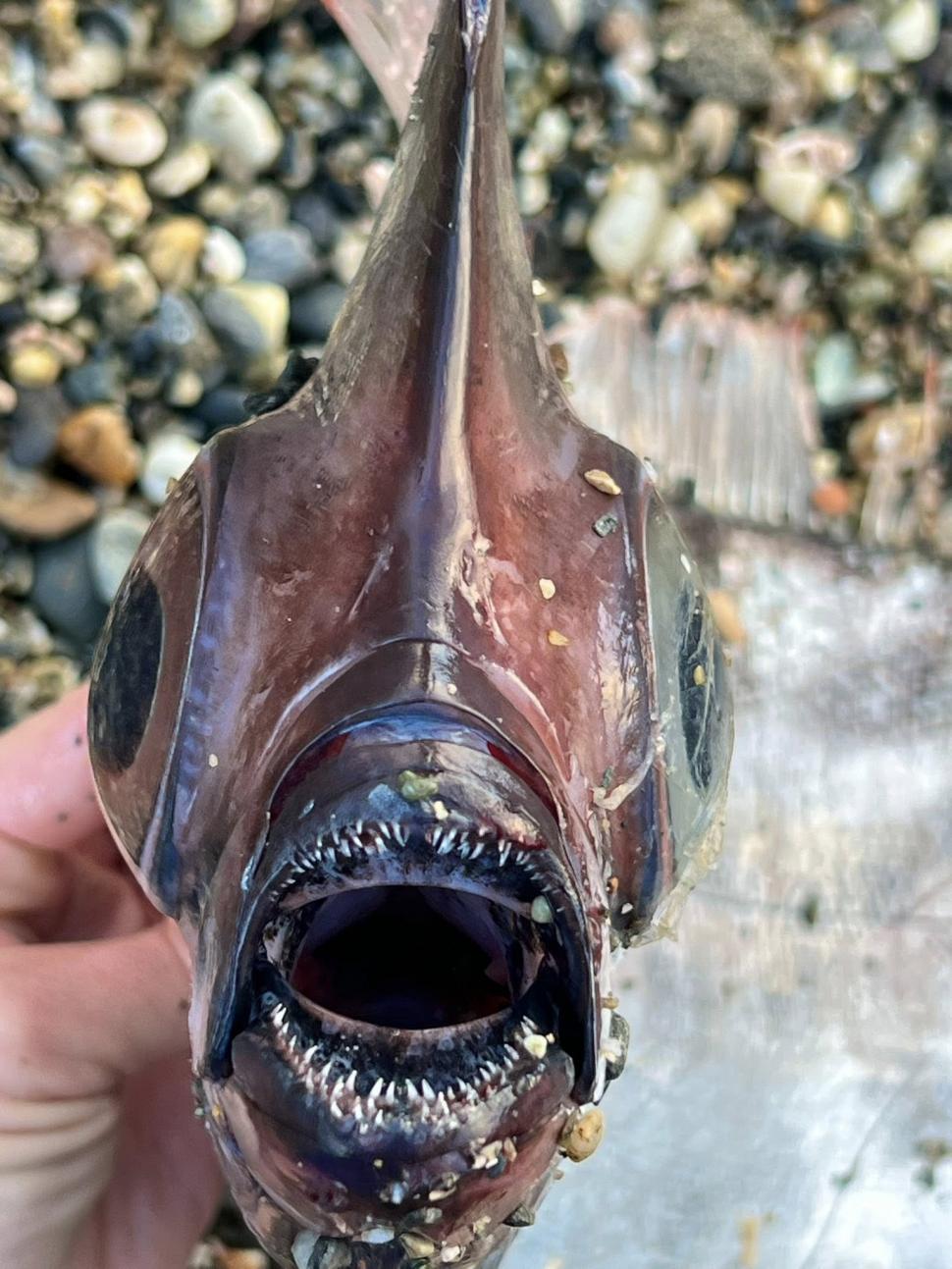 Supranumit "unicornul mărilor", un pește rar a fost găsit eșuat pe o plajă din Italia. "Pare desprins dintr-o poveste mitologică" 1046027