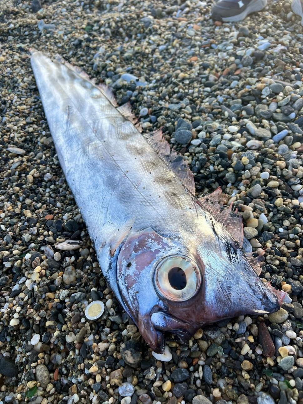 Supranumit "unicornul mărilor", un pește rar a fost găsit eșuat pe o plajă din Italia. "Pare desprins dintr-o poveste mitologică" 1046031