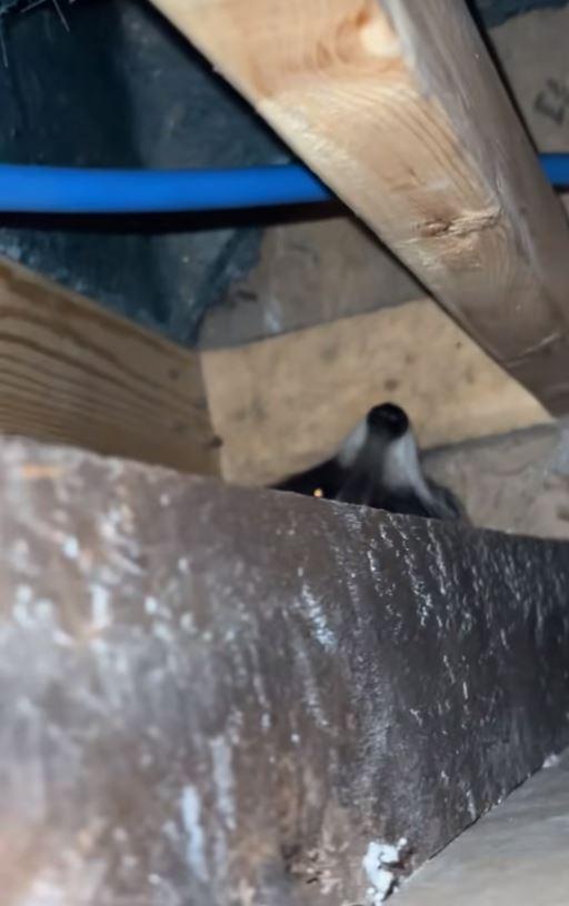 Luni întregi, un cuplu a auzit zgomote în pereții casei, iar când a decis să facă verificări, a fost găsit un "musafir nepoftit" 1045838