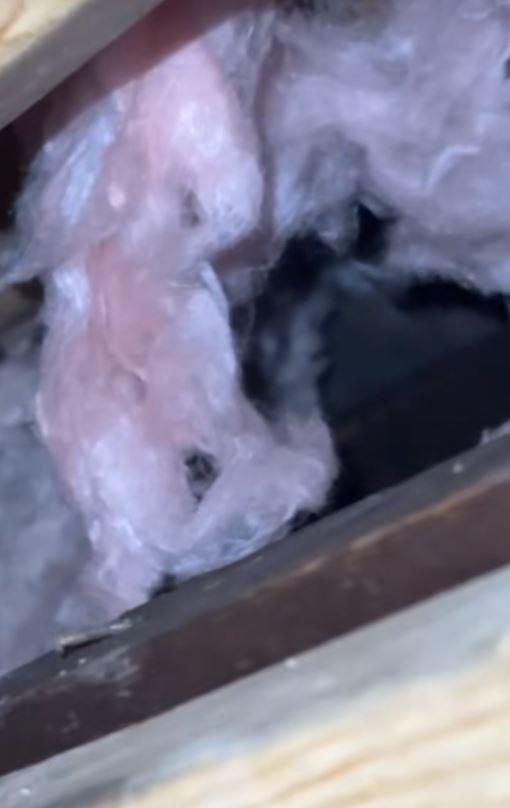 Luni întregi, un cuplu a auzit zgomote în pereții casei, iar când a decis să facă verificări, a fost găsit un "musafir nepoftit" 1045839