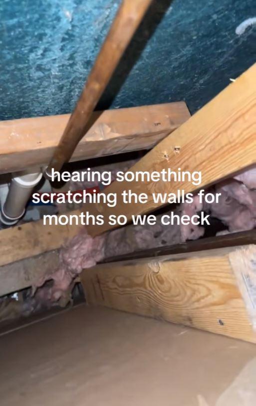 Luni întregi, un cuplu a auzit zgomote în pereții casei, iar când a decis să facă verificări, a fost găsit un "musafir nepoftit" 1045841