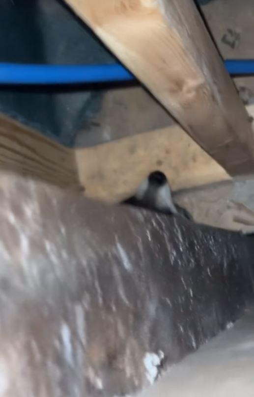 Luni întregi, un cuplu a auzit zgomote în pereții casei, iar când a decis să facă verificări, a fost găsit un "musafir nepoftit" 1045842