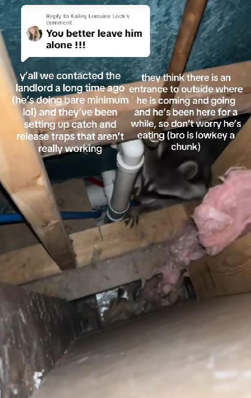 Luni întregi, un cuplu a auzit zgomote în pereții casei, iar când a decis să facă verificări, a fost găsit un "musafir nepoftit" 1045843