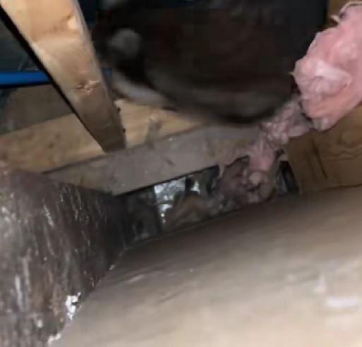 Luni întregi, un cuplu a auzit zgomote în pereții casei, iar când a decis să facă verificări, a fost găsit un "musafir nepoftit" 1045850