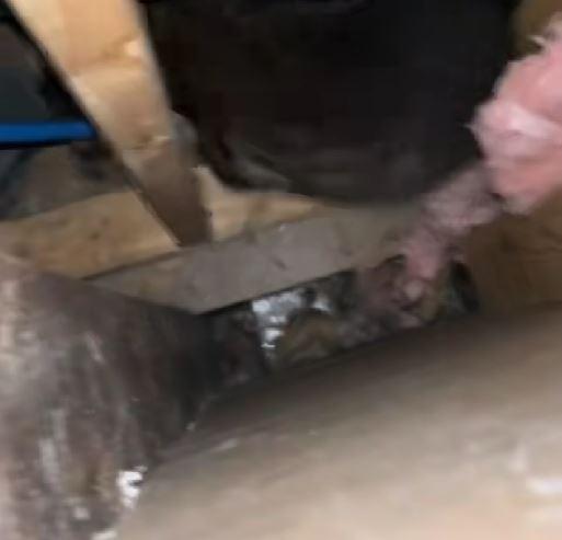 Luni întregi, un cuplu a auzit zgomote în pereții casei, iar când a decis să facă verificări, a fost găsit un "musafir nepoftit" 1045852