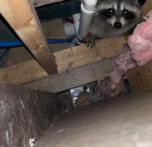 Luni întregi, un cuplu a auzit zgomote în pereții casei, iar când a decis să facă verificări, a fost găsit un "musafir nepoftit" 1045853