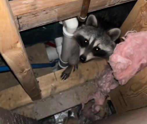 Luni întregi, un cuplu a auzit zgomote în pereții casei, iar când a decis să facă verificări, a fost găsit un "musafir nepoftit" 1045854