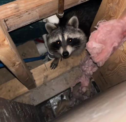 Luni întregi, un cuplu a auzit zgomote în pereții casei, iar când a decis să facă verificări, a fost găsit un "musafir nepoftit" 1045855