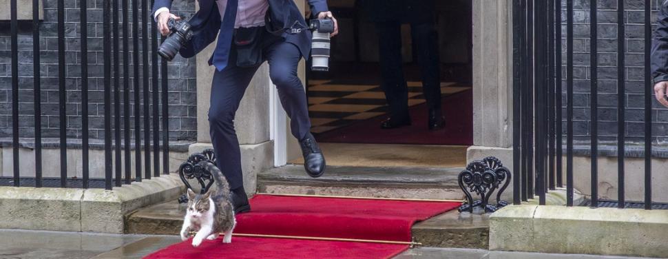  Larry, cel mai celebru motan, aniversează 15 ani la reședința premierilor britanici. Imagini cu cele mai importante momente ale sale 1046424