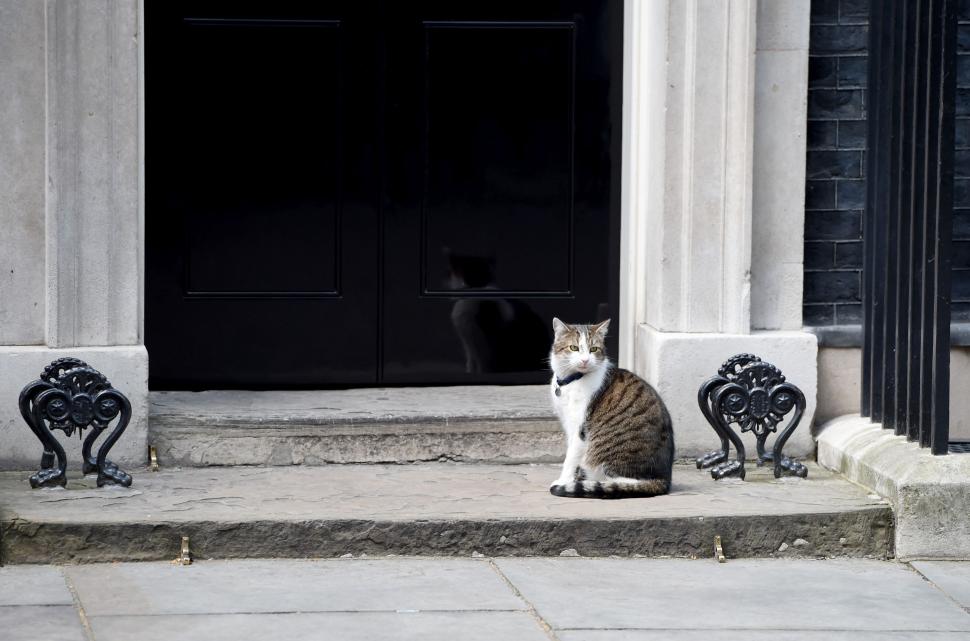  Larry, cel mai celebru motan, aniversează 15 ani la reședința premierilor britanici. Imagini cu cele mai importante momente ale sale 1046426