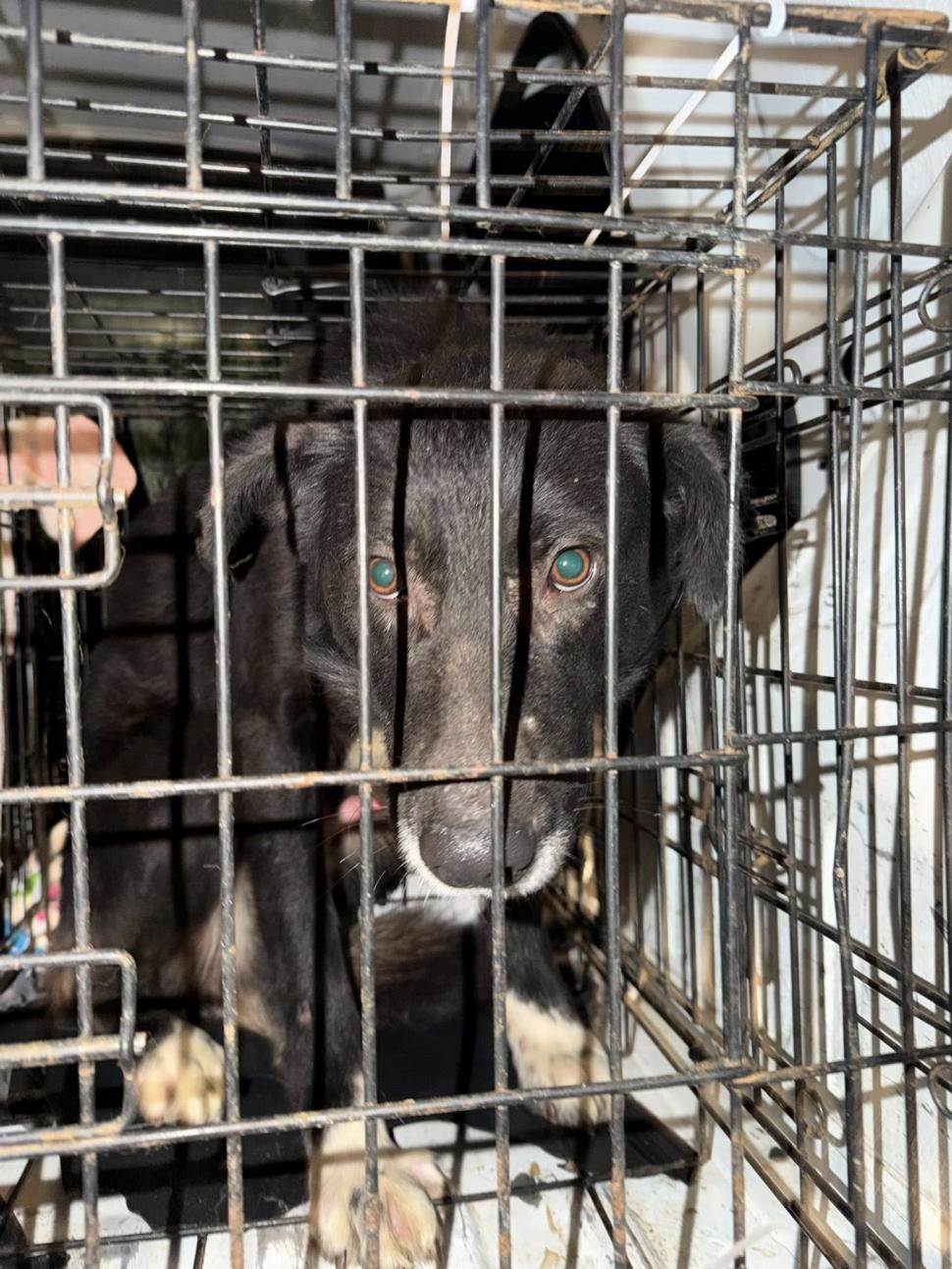 Ororile din adăpostul Suraia. „Sunt câini cu gâtul secționat, toți au pneumonie”. Toate animalele au fost relocate 1046437