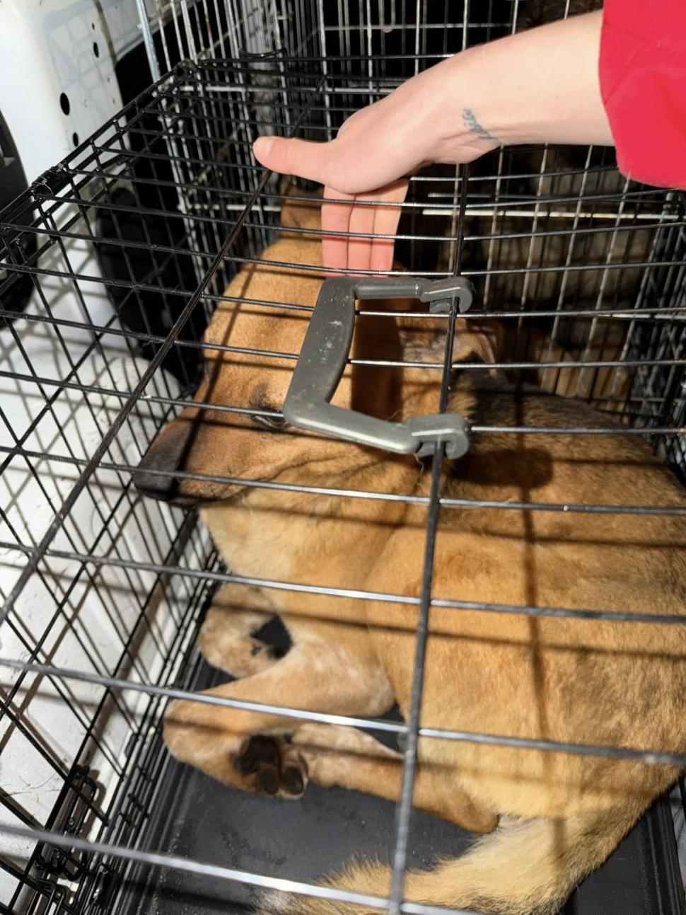 Ororile din adăpostul Suraia. „Sunt câini cu gâtul secționat, toți au pneumonie”. Toate animalele au fost relocate 1046439