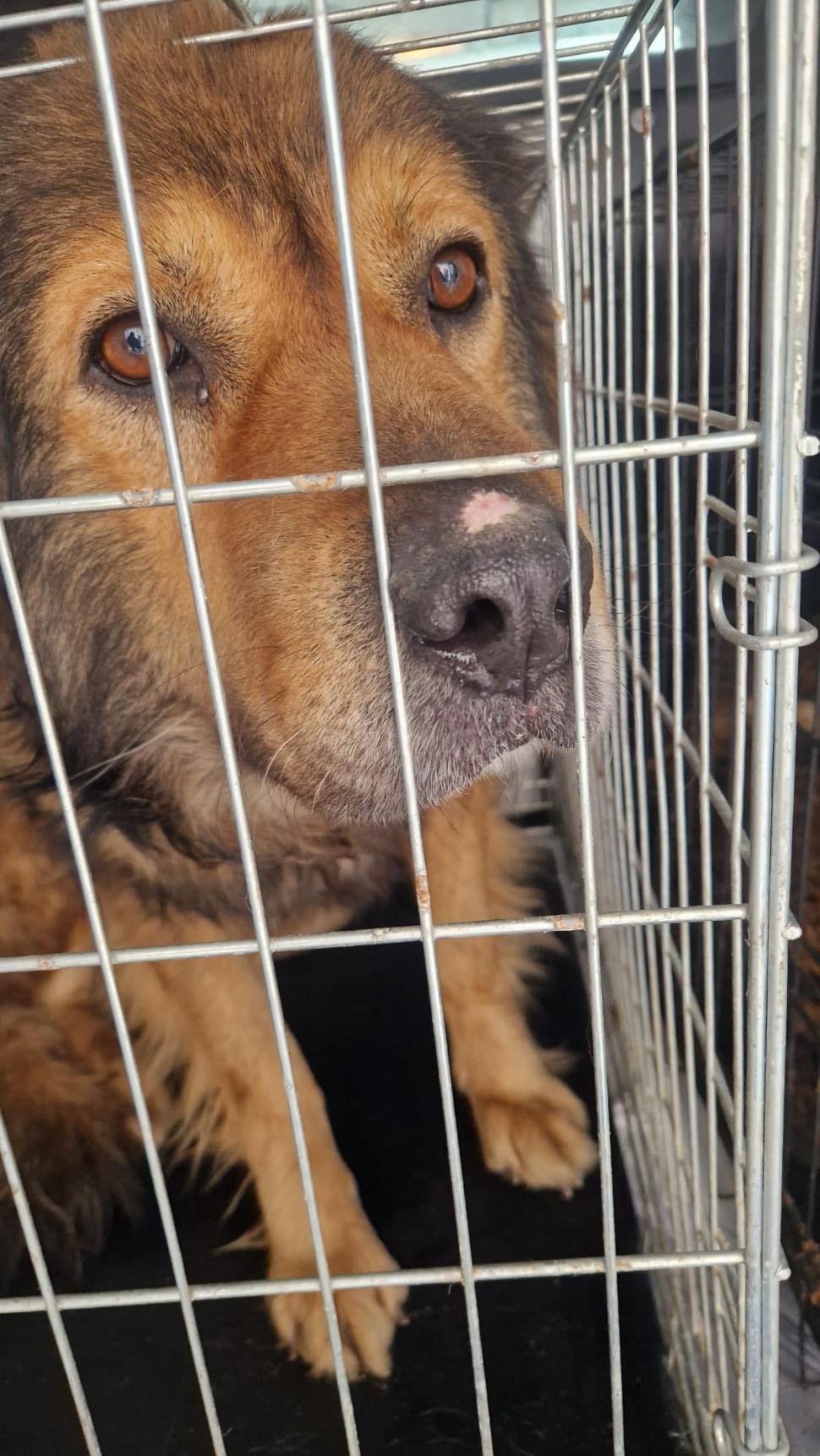 Ororile din adăpostul Suraia. „Sunt câini cu gâtul secționat, toți au pneumonie”. Toate animalele au fost relocate 1046441