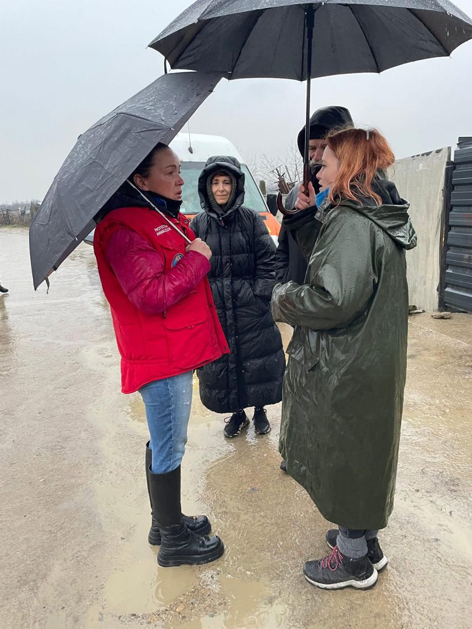 Ororile din adăpostul Suraia. „Sunt câini cu gâtul secționat, toți au pneumonie”. Toate animalele au fost relocate 1046442