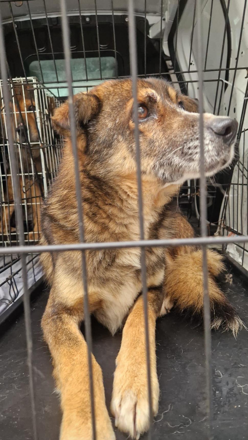 Ororile din adăpostul Suraia. „Sunt câini cu gâtul secționat, toți au pneumonie”. Toate animalele au fost relocate 1046443