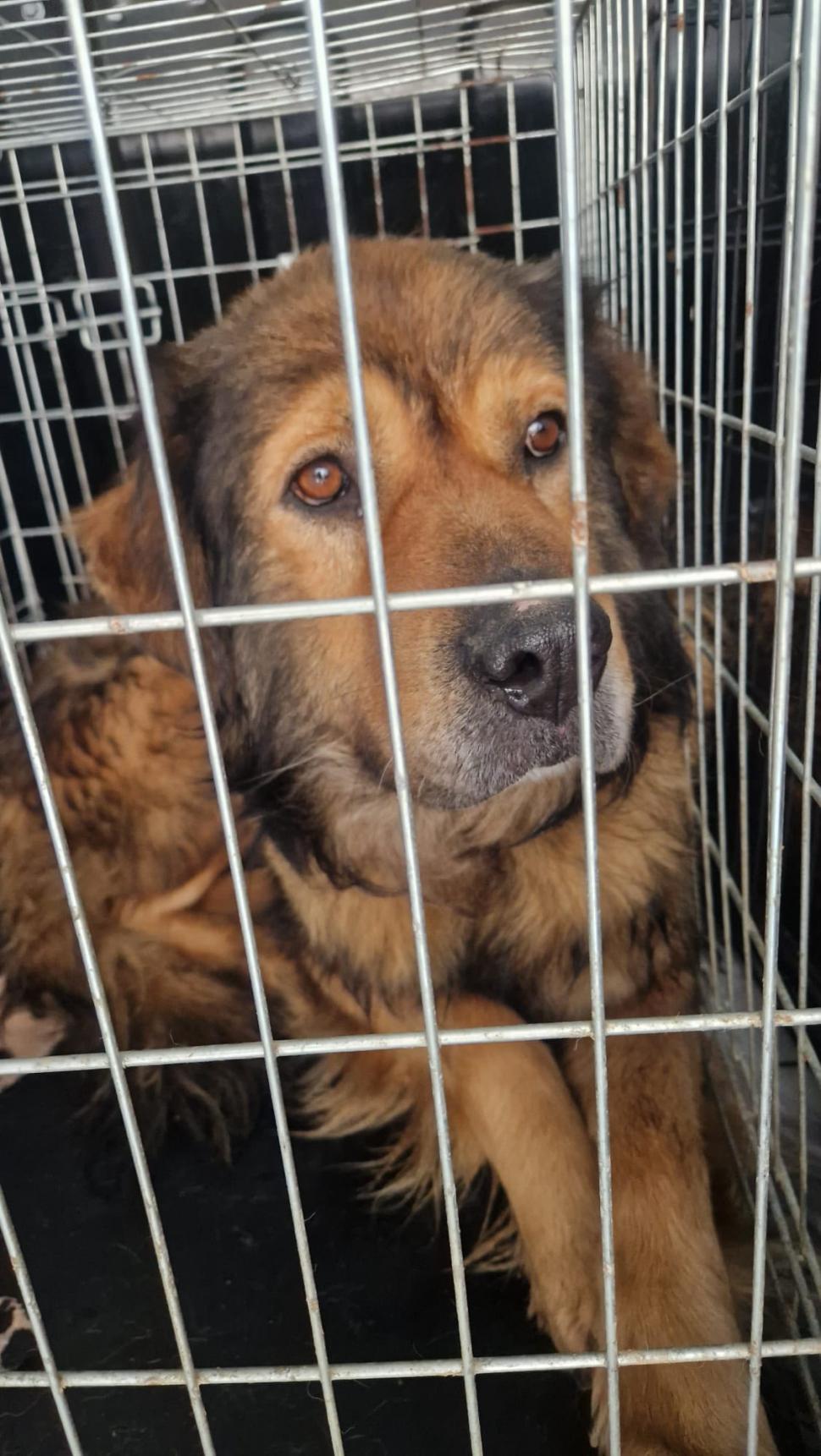 Ororile din adăpostul Suraia. „Sunt câini cu gâtul secționat, toți au pneumonie”. Toate animalele au fost relocate 1046444