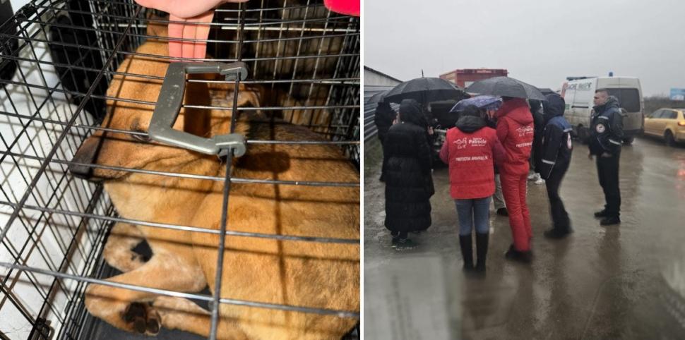 Ororile din adăpostul Suraia. „Sunt câini cu gâtul secționat, toți au pneumonie”. Toate animalele au fost relocate 1046445