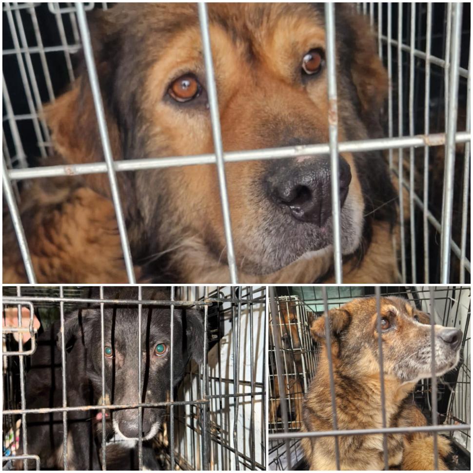 Ororile din adăpostul Suraia. „Sunt câini cu gâtul secționat, toți au pneumonie”. Toate animalele au fost relocate 1046448