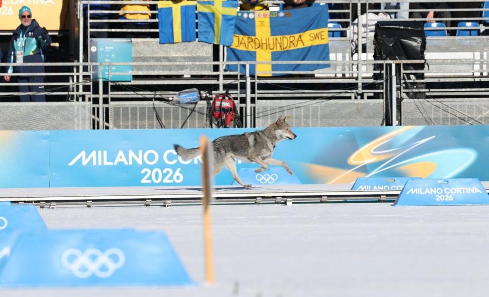 VIDEO Momente amuzante la JO 2026. Un cățel simpatic s-a luat după schioarele din proba de sprint și a trecut și el linia de sosire 1047239