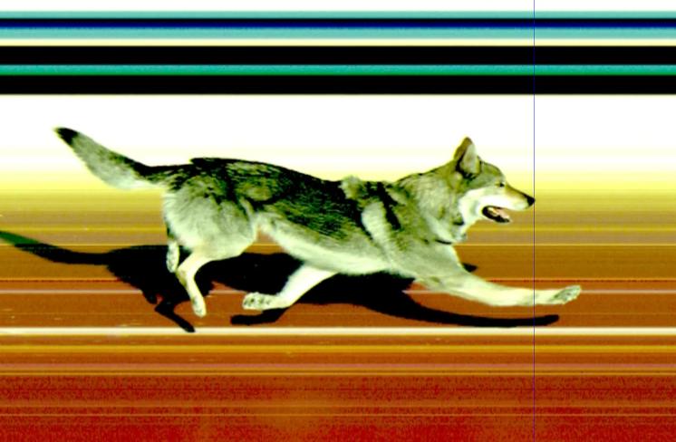 VIDEO Momente amuzante la JO 2026. Un cățel simpatic s-a luat după schioarele din proba de sprint și a trecut și el linia de sosire 1047241