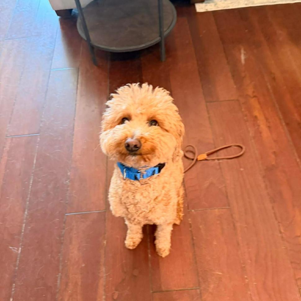 O femeie și-a abandonat cățelul în aeroport pentru că nu putea să urce cu el în avion. Polițiștii au întors-o din drum și au arestat-o 1047509