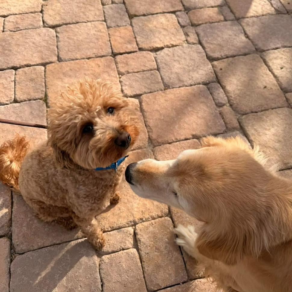 O femeie și-a abandonat cățelul în aeroport pentru că nu putea să urce cu el în avion. Polițiștii au întors-o din drum și au arestat-o 1047510