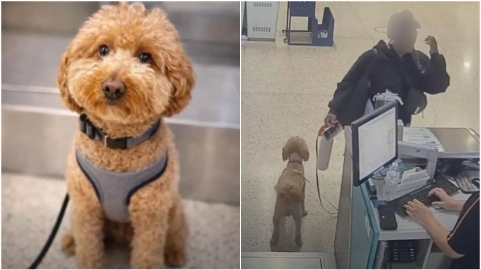 O femeie și-a abandonat cățelul în aeroport pentru că nu putea să urce cu el în avion. Polițiștii au întors-o din drum și au arestat-o 1047511