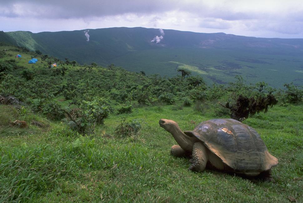 Țestoasele gigant s-au întors pe insula Galapagos după aproape 200 de ani 1048081