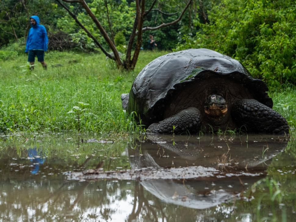 Țestoasele gigant s-au întors pe insula Galapagos după aproape 200 de ani 1048084